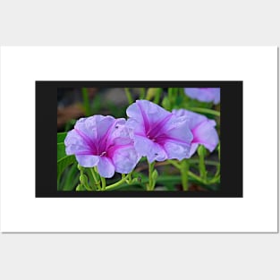 Ipomoea pes-caprae - known as bayhops, beach morning glory or goat's foot Posters and Art